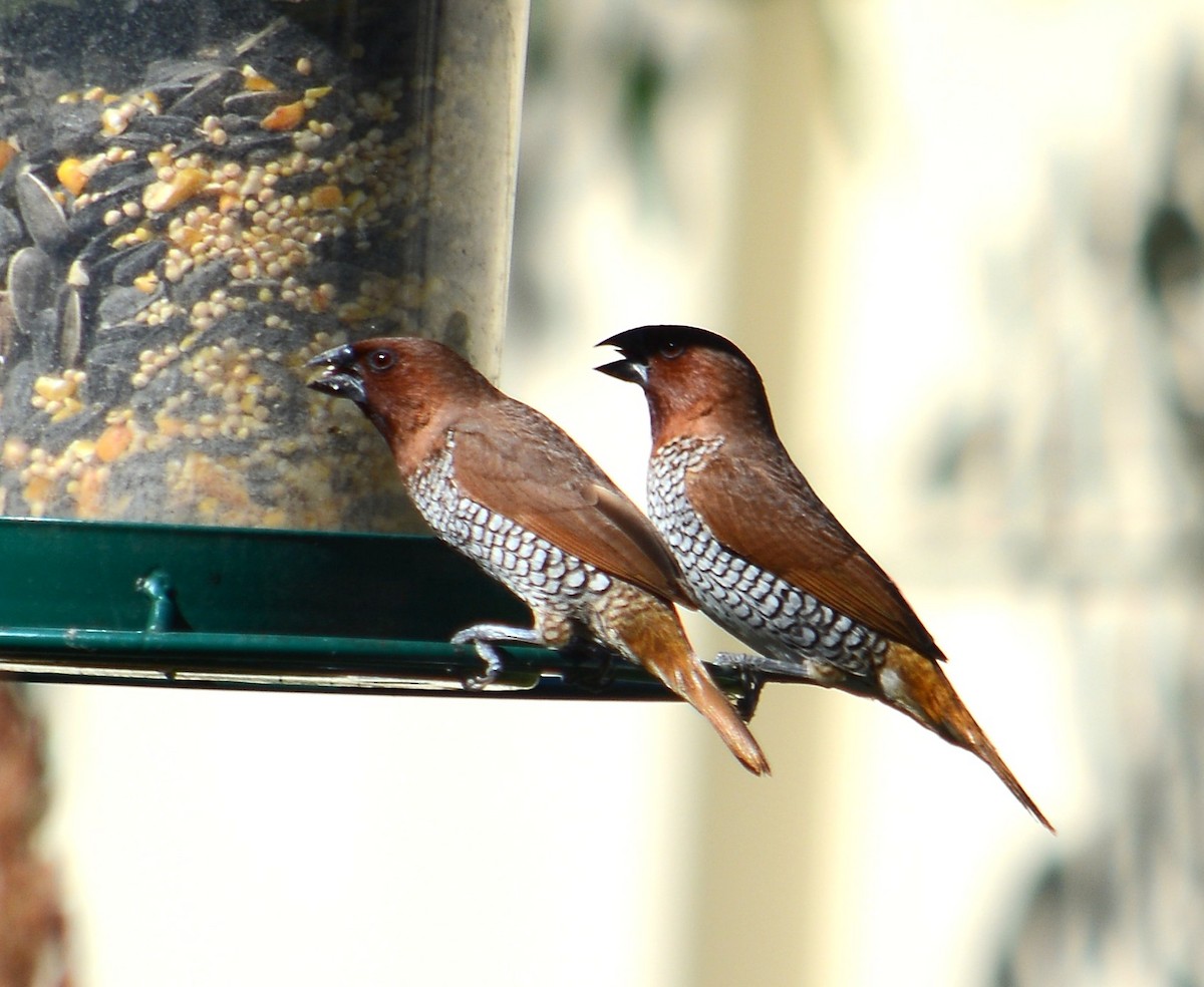 panenka muškátová - ML643104586