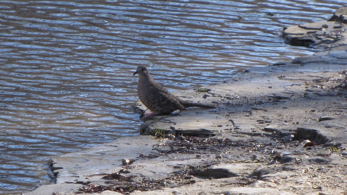 Inca Dove - ML643104588