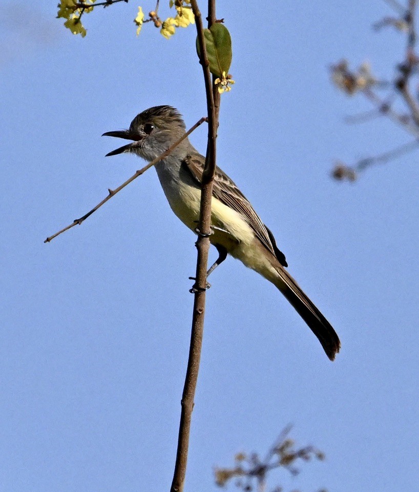 Short-crested Flycatcher - ML643104591