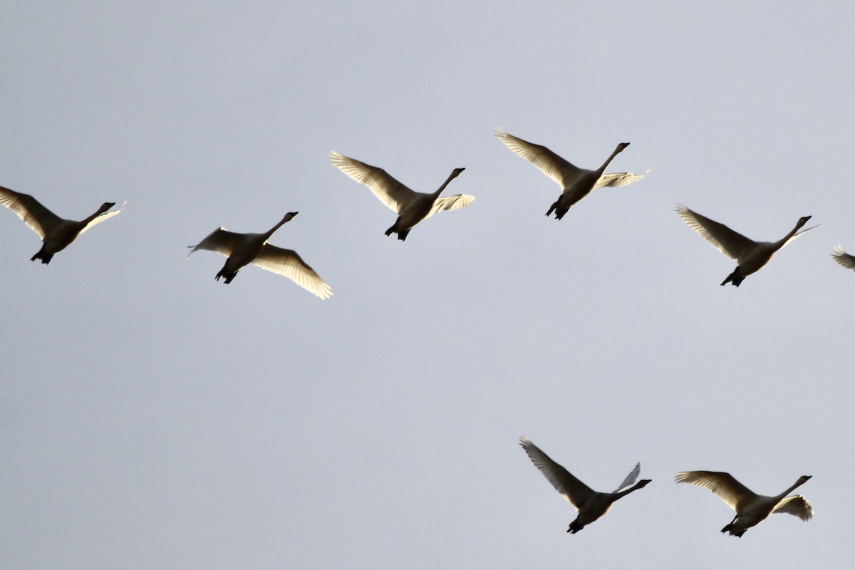 Cygne siffleur (columbianus) - ML643104597