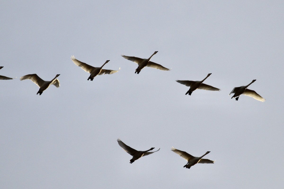 Cygne siffleur (columbianus) - ML643104598