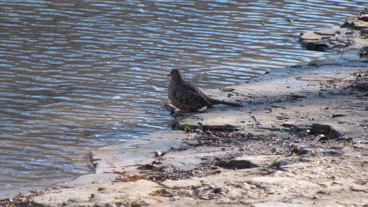 Inca Dove - ML643104616