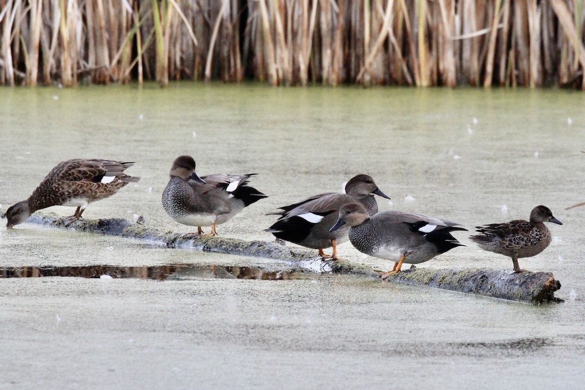 Canard chipeau (strepera) - ML643104618