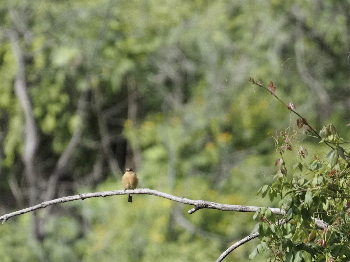 Buff-breasted Flycatcher - ML643104620
