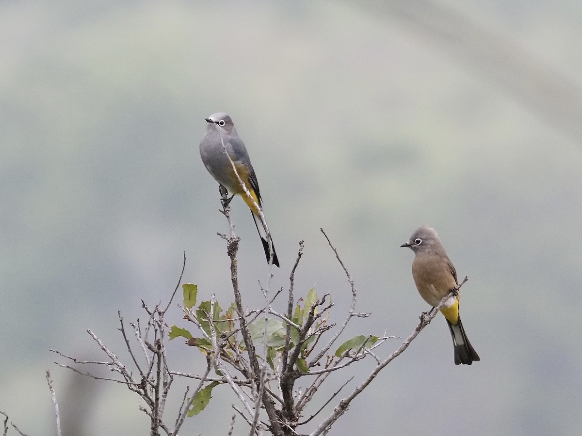 Gray Silky-flycatcher - ML643104636