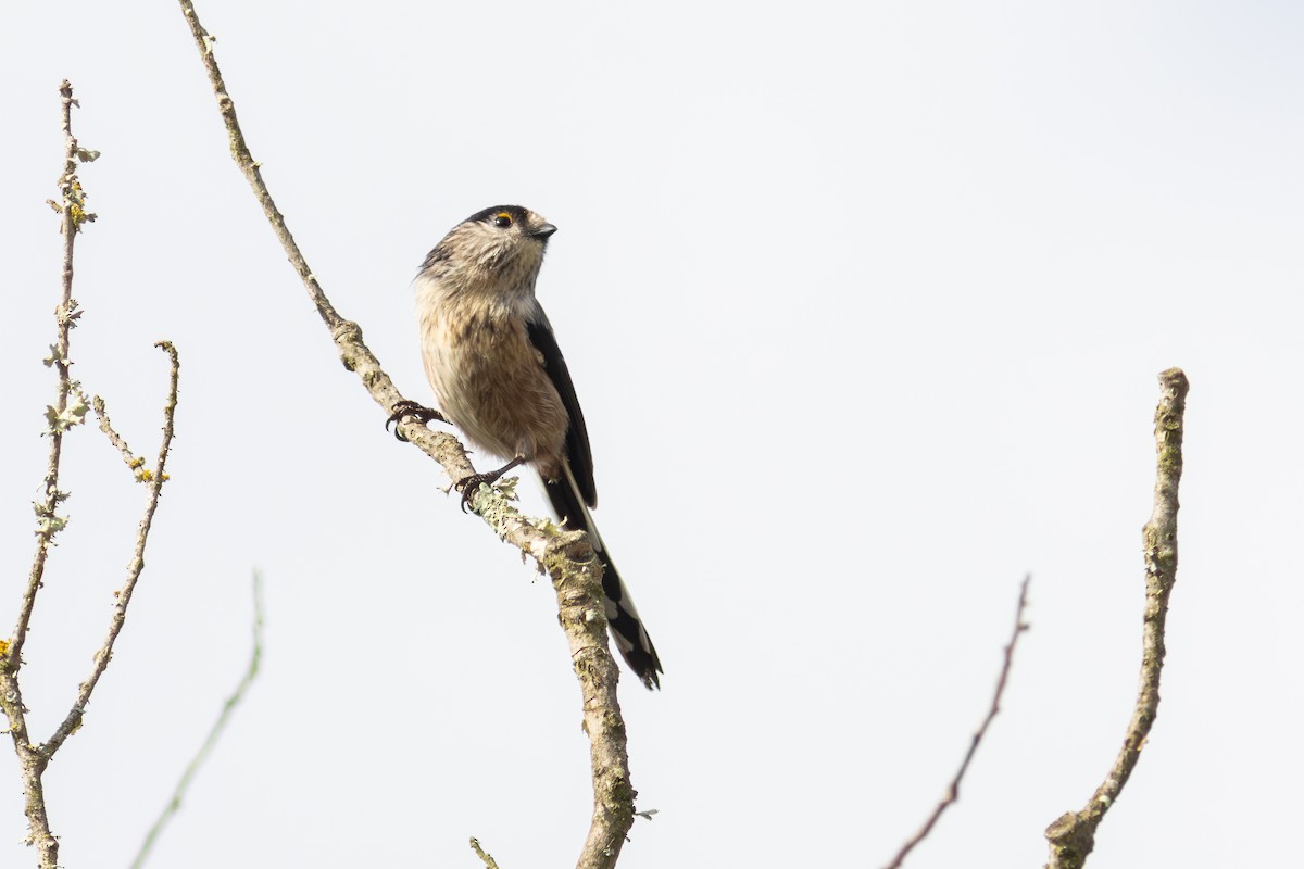 Buztanluze arrunta - ML643104638