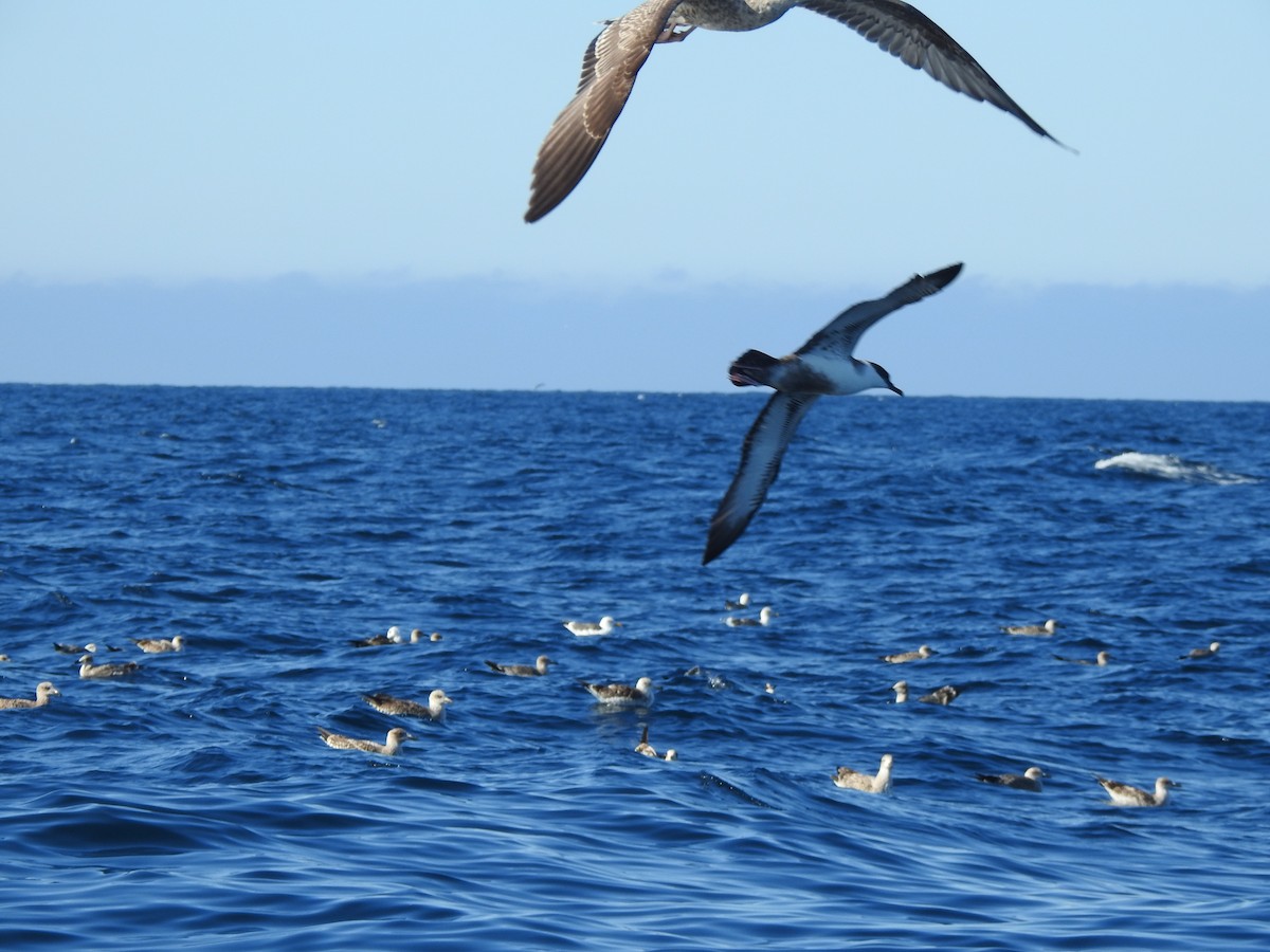 Great Shearwater - ML643104645