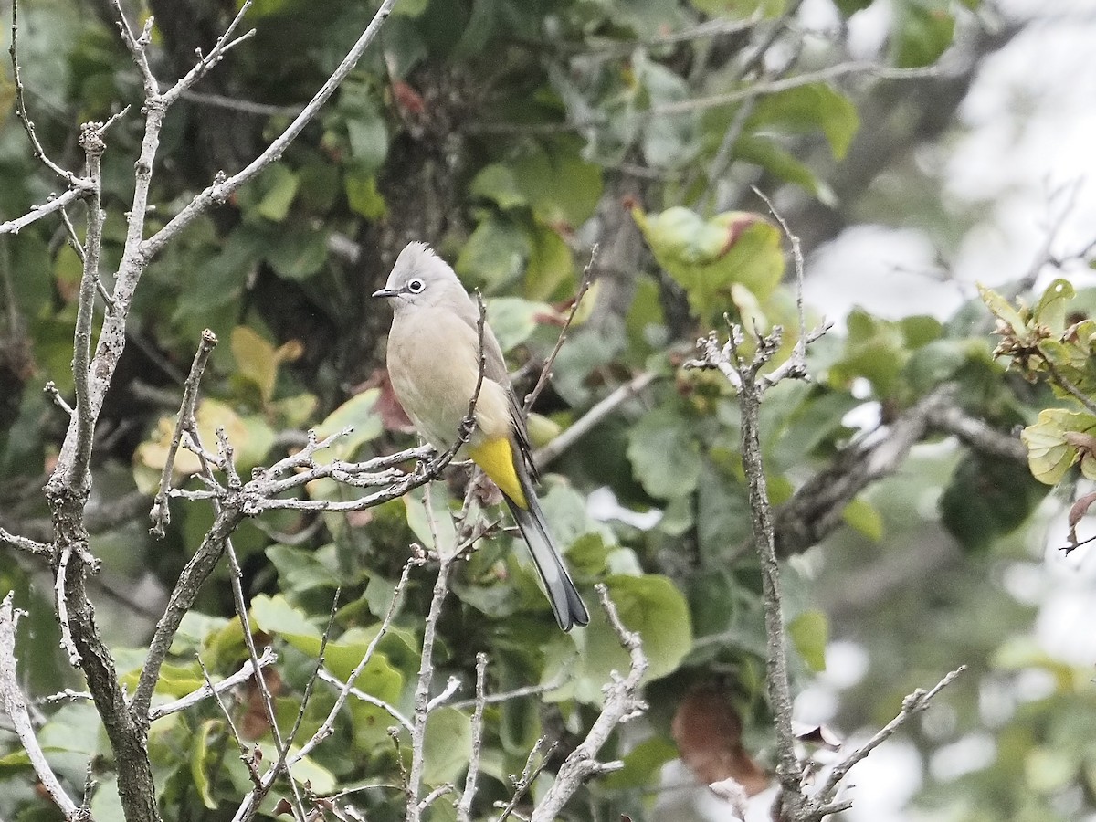 Gray Silky-flycatcher - ML643104654