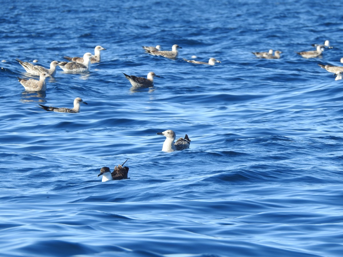 Great Shearwater - ML643104655