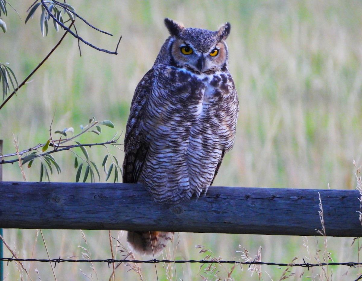 Great Horned Owl - ML643104658
