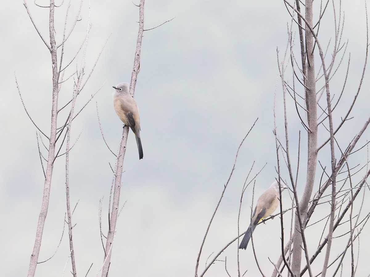 Gray Silky-flycatcher - ML643104669