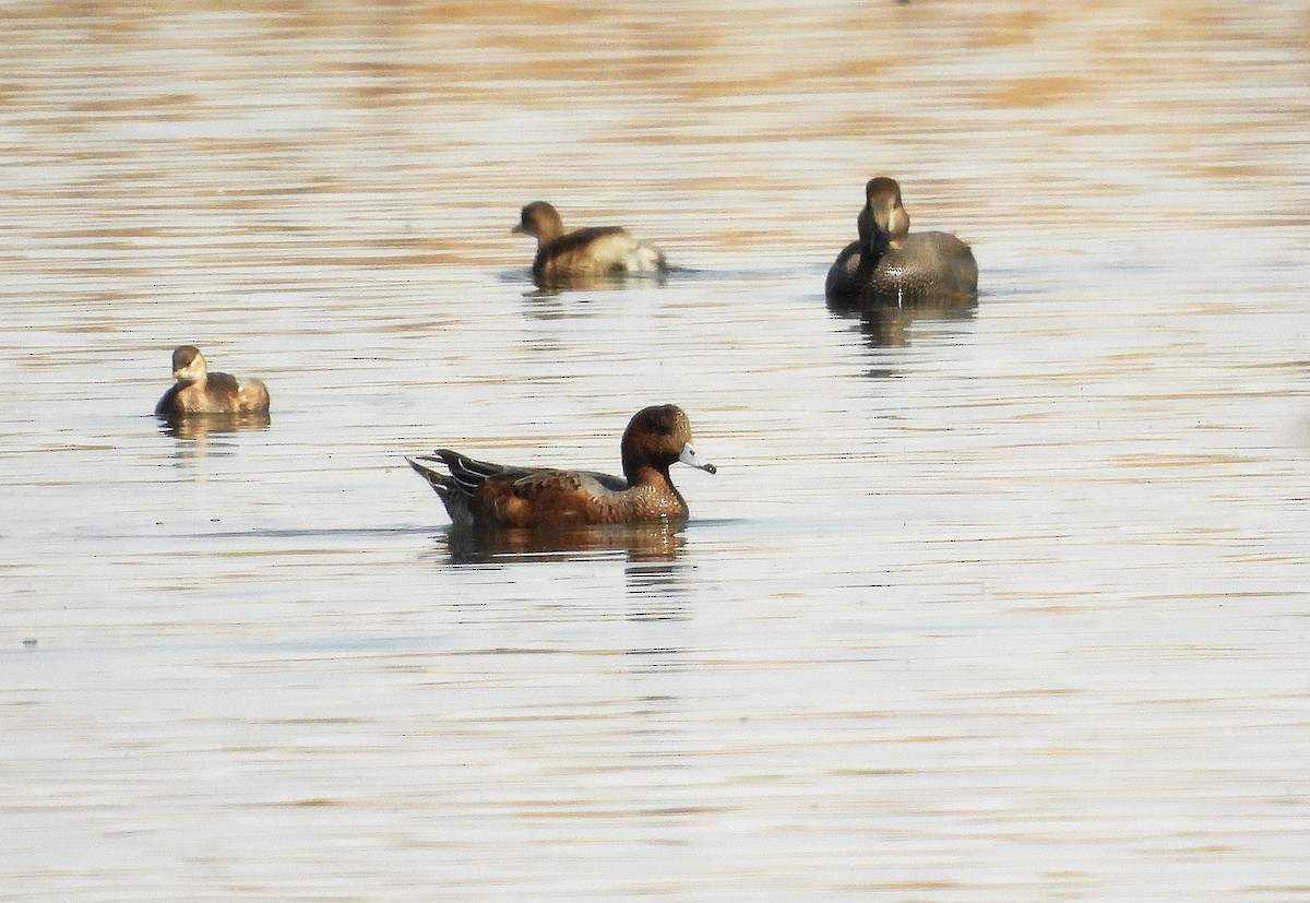 Eurasian Wigeon - ML643104749