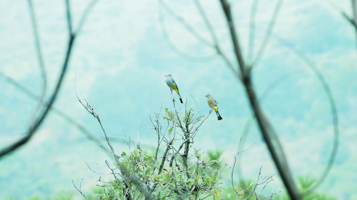 Gray Silky-flycatcher - ML643104758