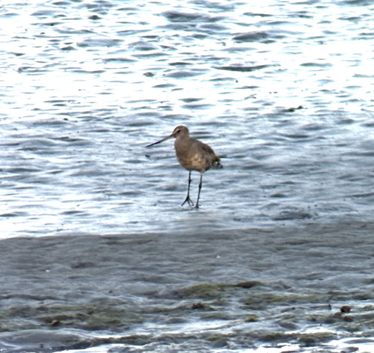 Hudsonian Godwit - ML643104794