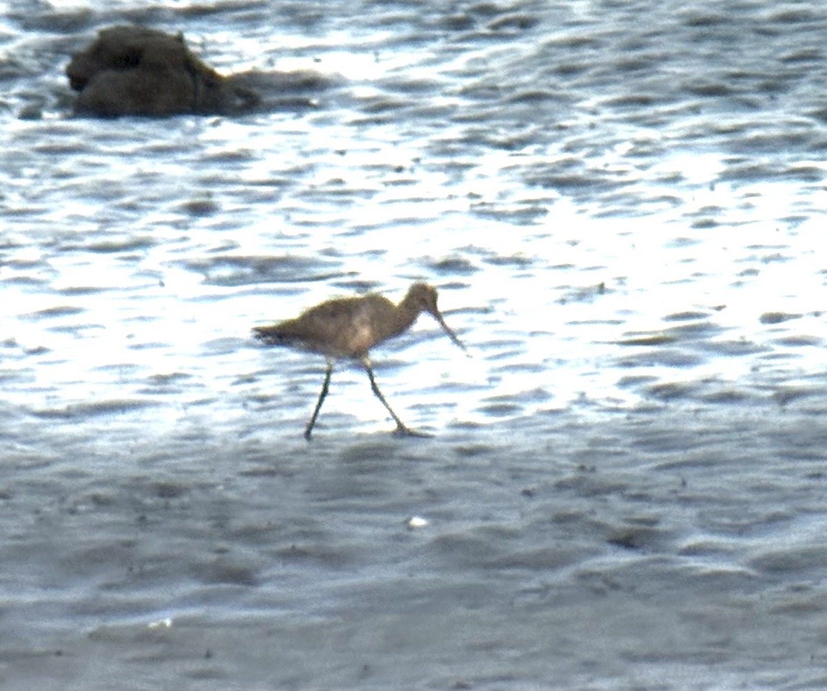 Hudsonian Godwit - ML643104795