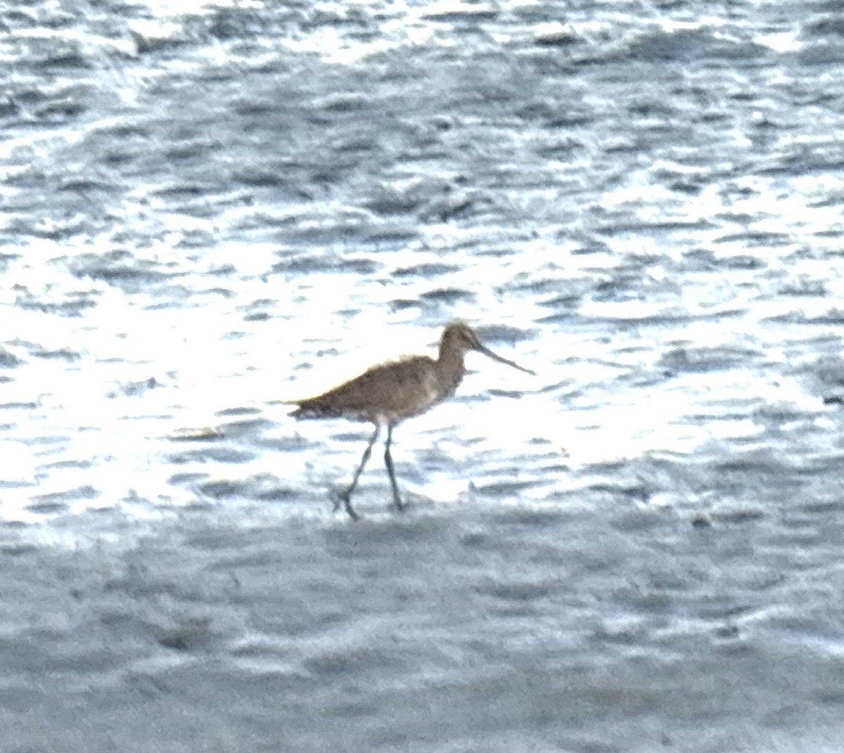 Hudsonian Godwit - ML643104797