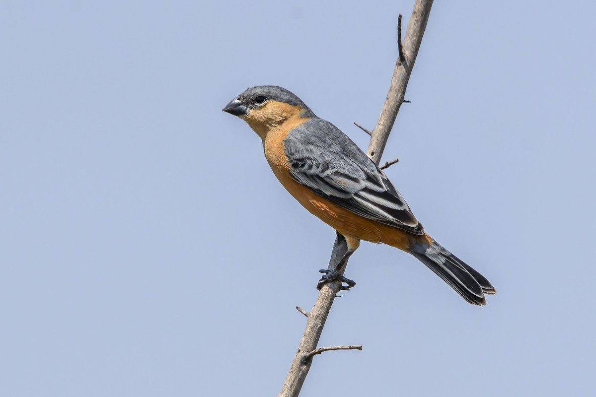 チャバラヒメウソ - ML643104807