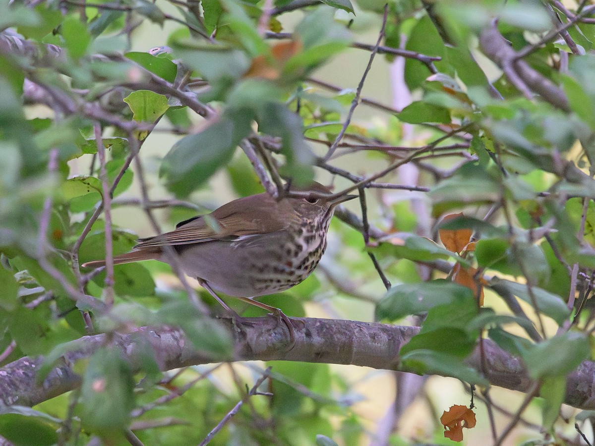 Swainson's Thrush - ML643104811