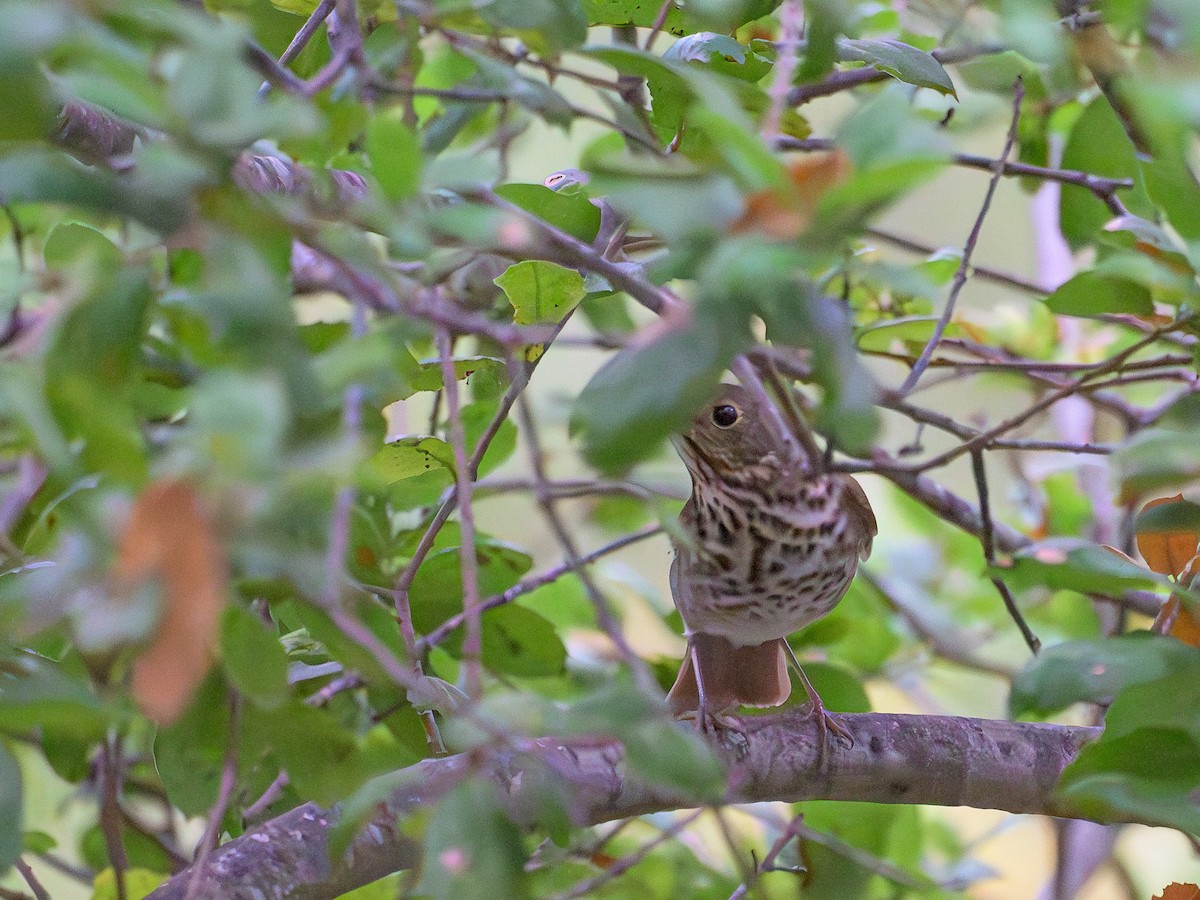 Swainson's Thrush - ML643104812