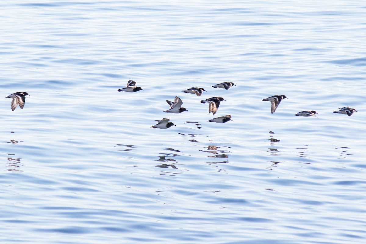 Black Turnstone - ML643104829