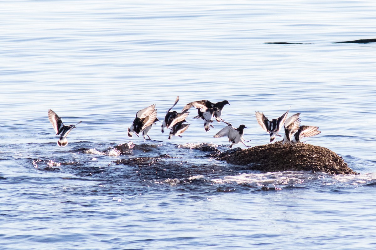 Black Turnstone - ML643104834