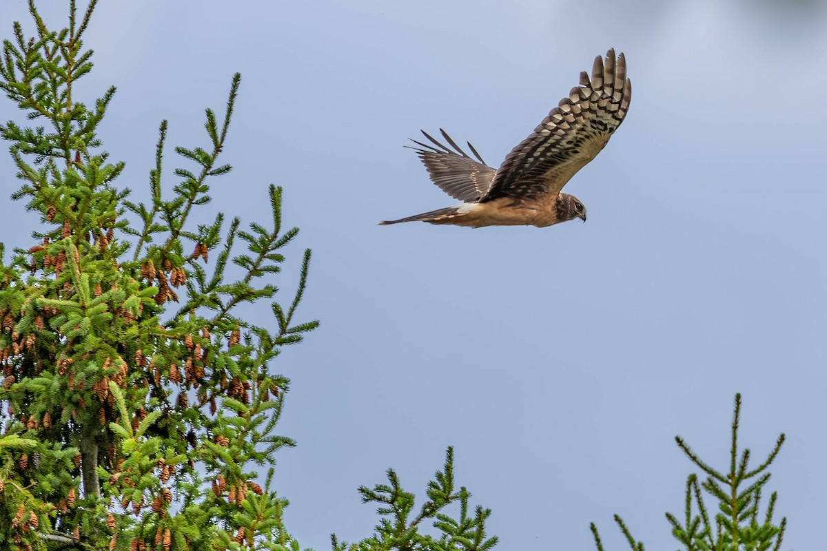 mørkmyrhauk - ML643104844
