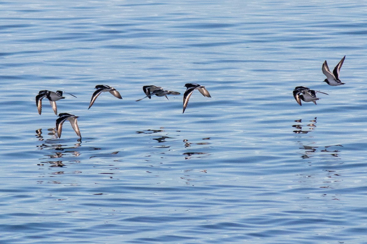Black Turnstone - ML643104845