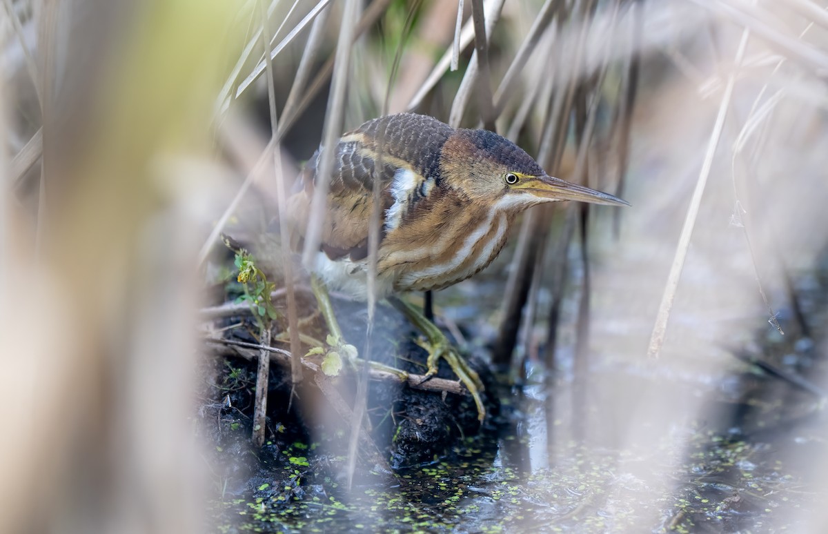 Least Bittern - ML643104853
