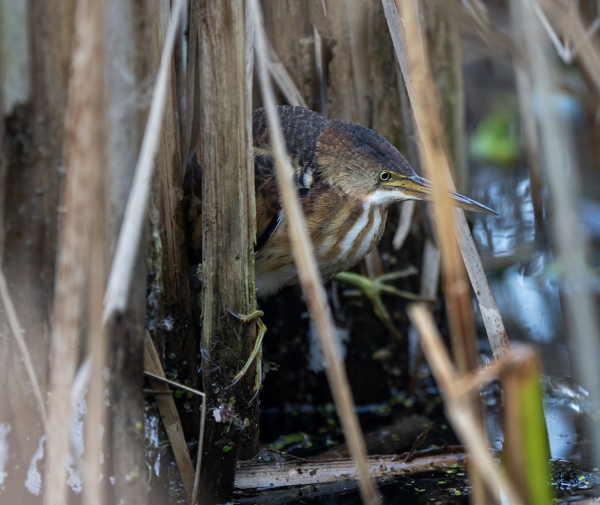 Least Bittern - ML643104855