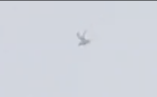 White Tern - ML643104889