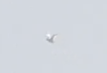 White Tern - ML643104890