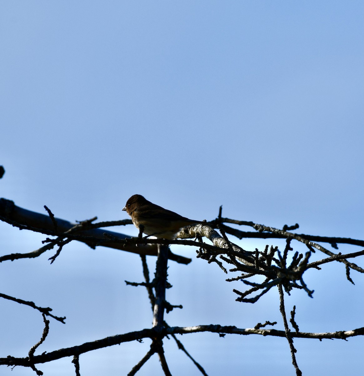 Indigo Bunting - ML643104909