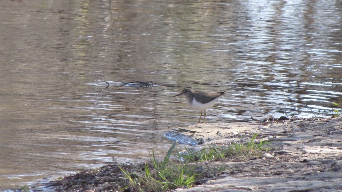 Spotted Sandpiper - ML643104922