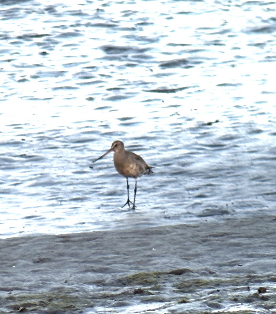 Hudsonian Godwit - ML643104946