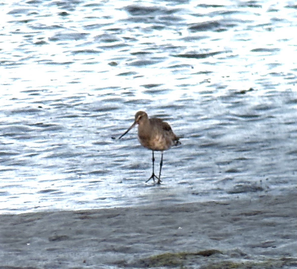 Hudsonian Godwit - ML643104947