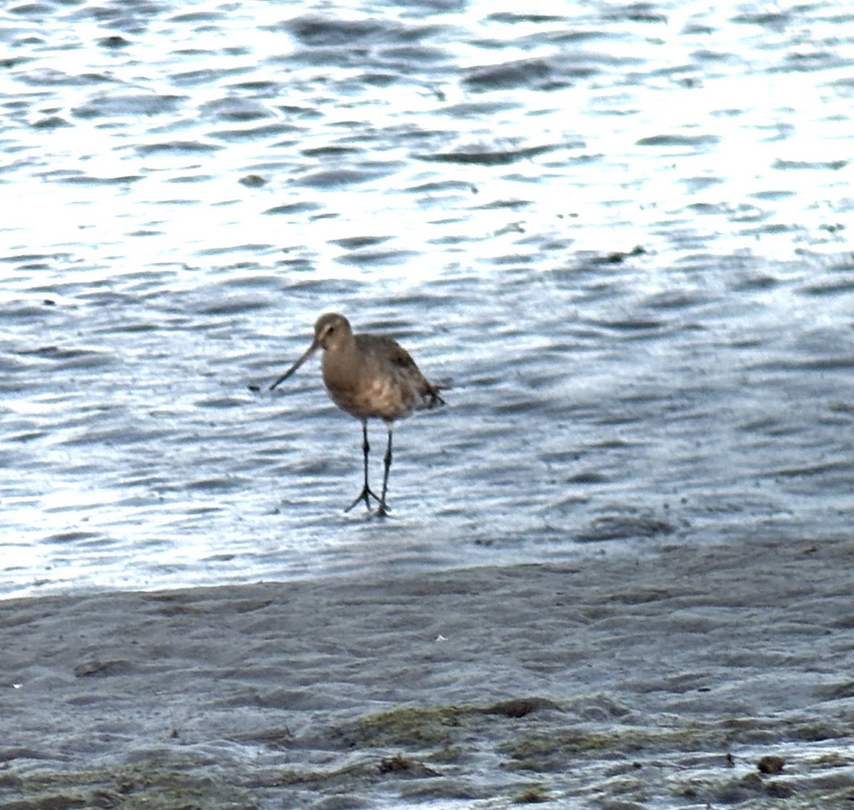 Hudsonian Godwit - ML643104948