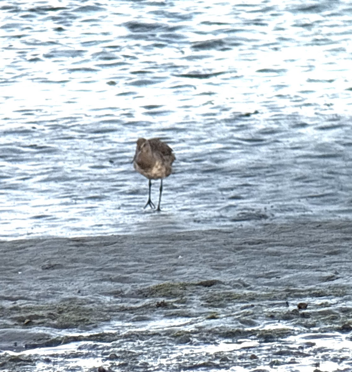 Hudsonian Godwit - ML643104949