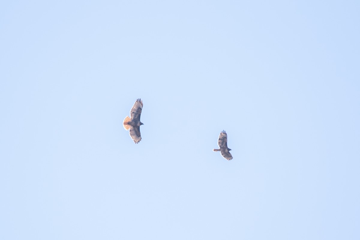 Red-tailed Hawk - ML643104968