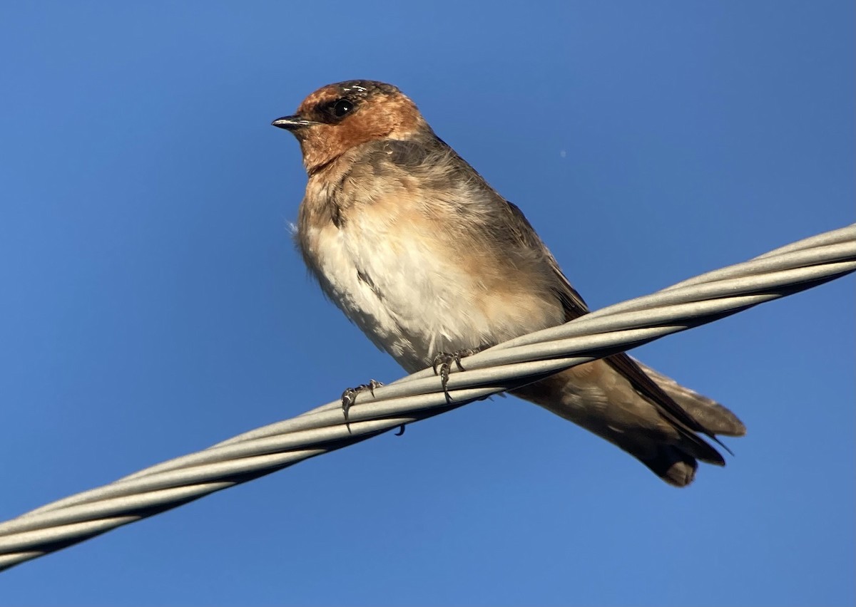 Hirondelle à front brun - ML643104991