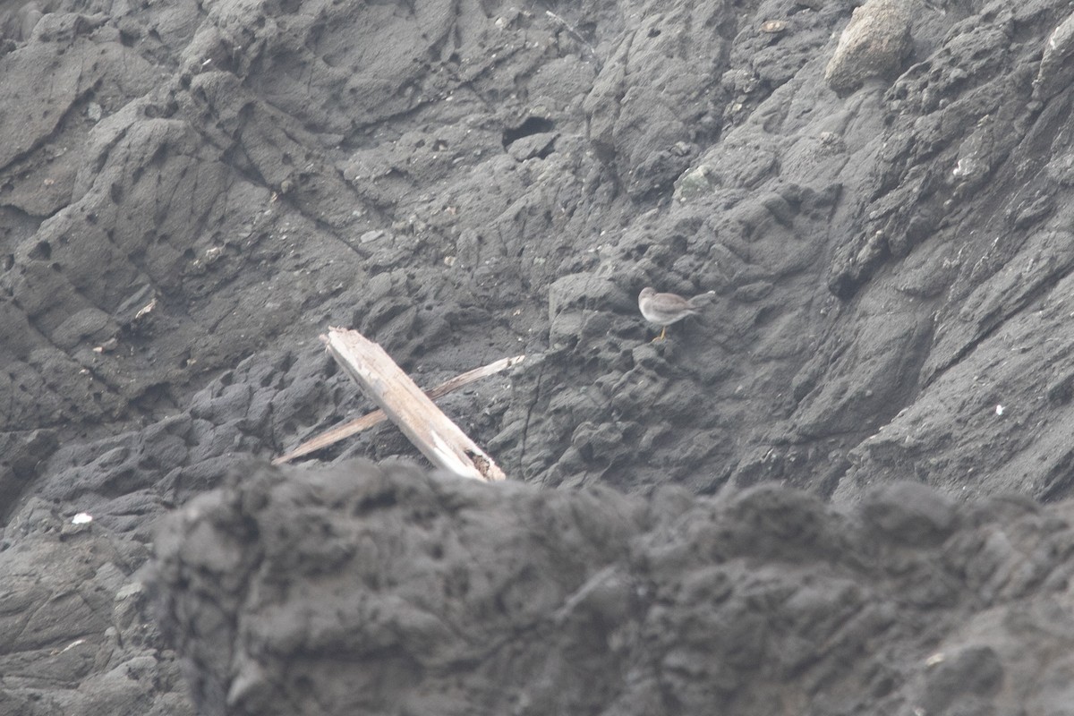 Wandering Tattler - ML643104992