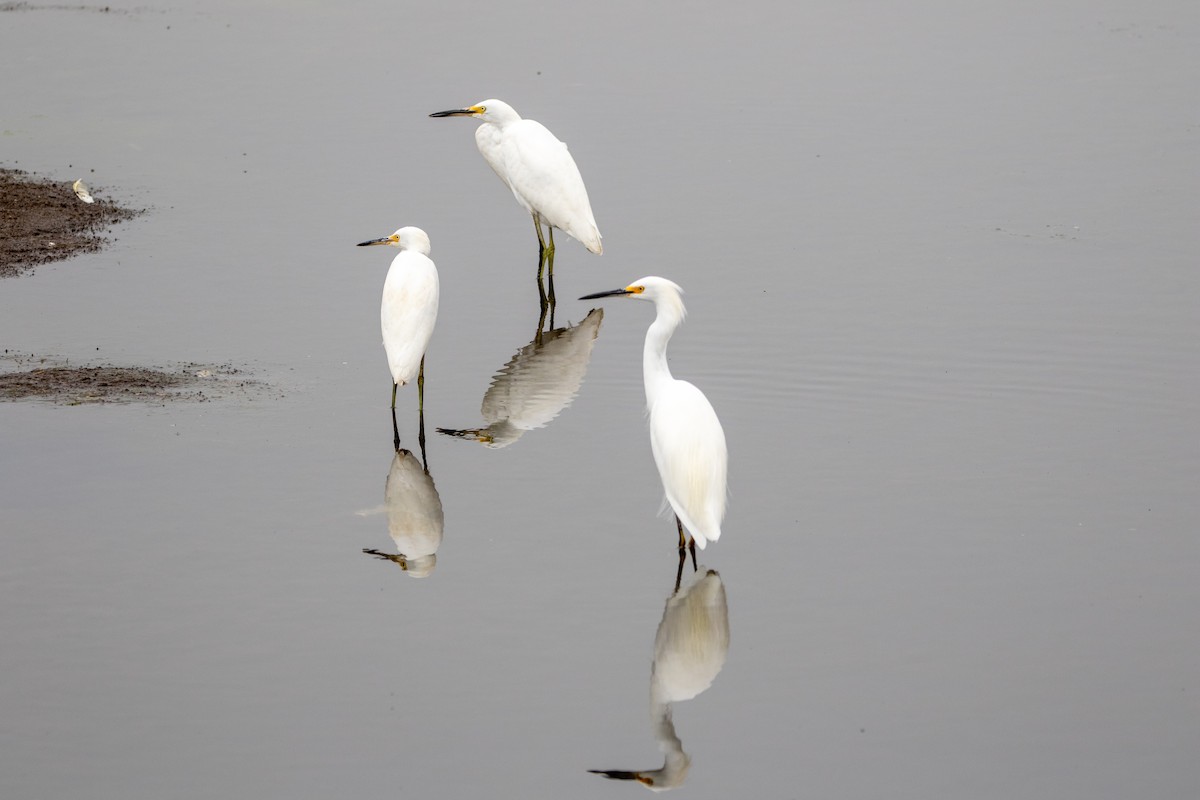 Snowy Egret - ML643105003