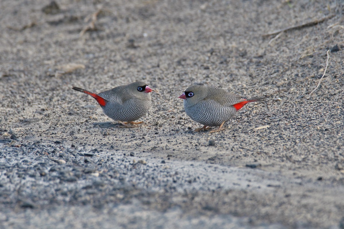 Beautiful Firetail - ML643105006