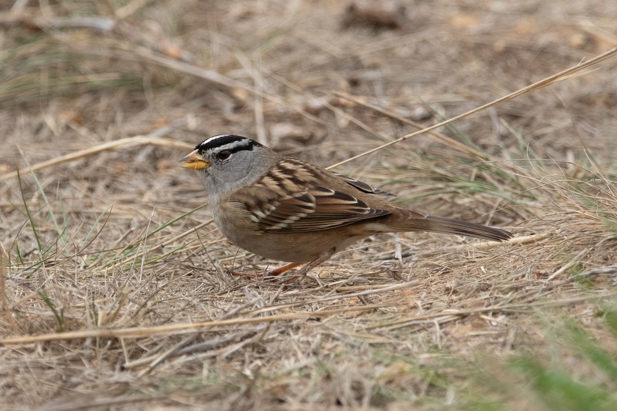White-crowned Sparrow - ML643105008
