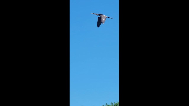Anhinga - ML643105017