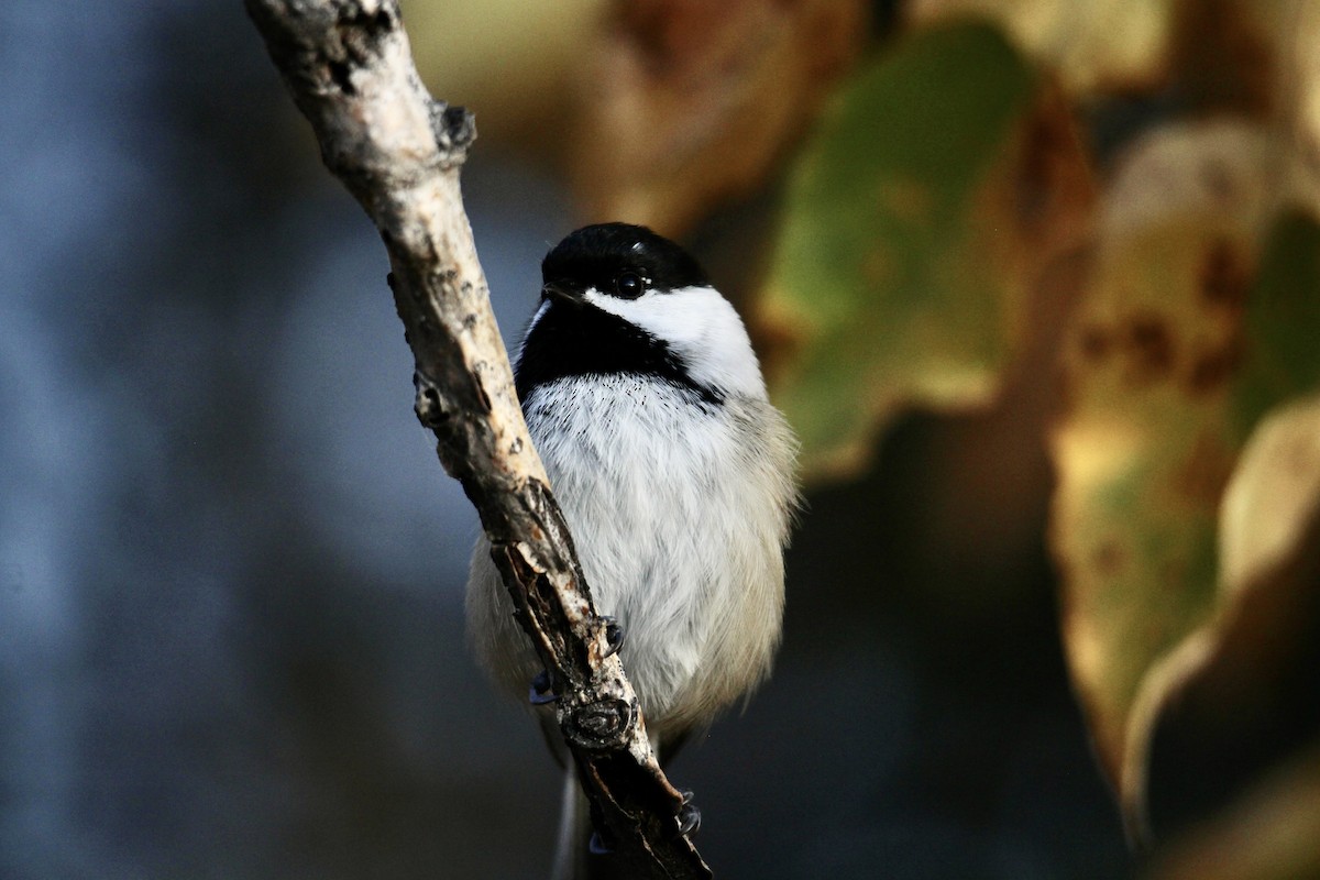Mésange à tête noire - ML643105019