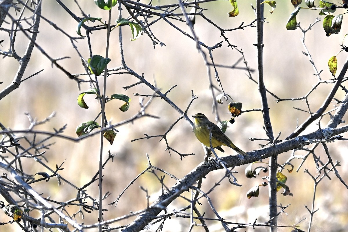 Palm Warbler - ML643105020