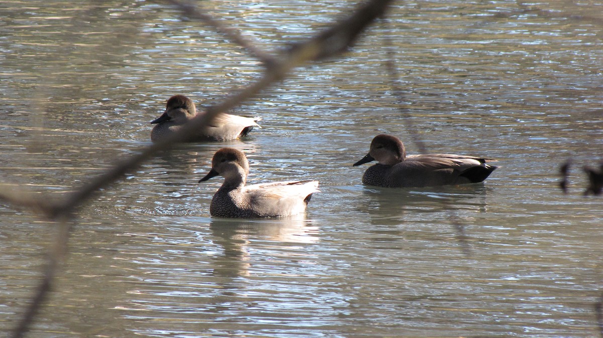 Gadwall - ML643105026
