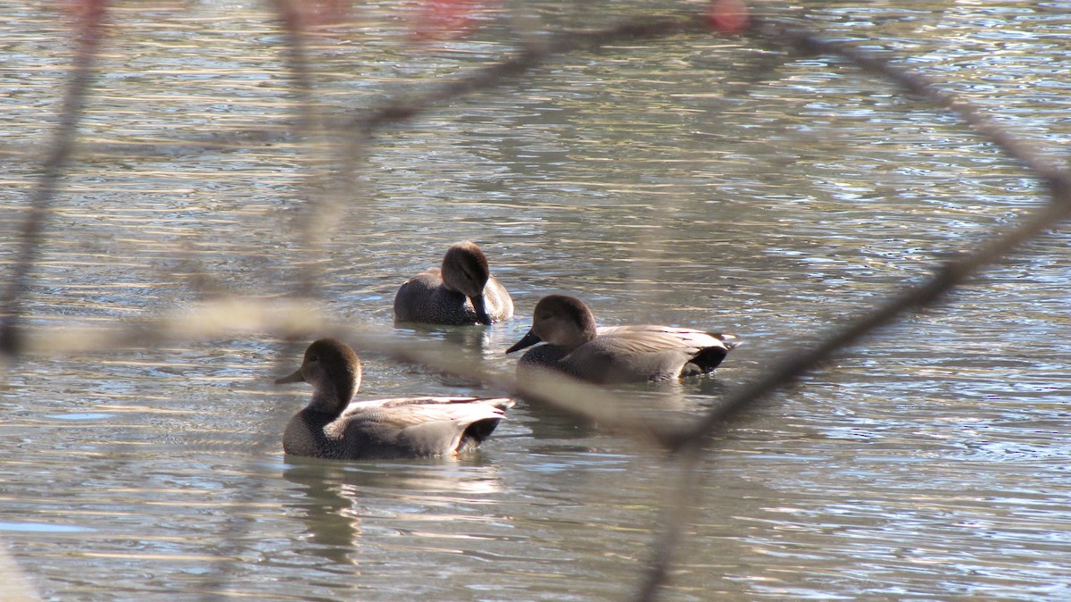 Gadwall - ML643105055