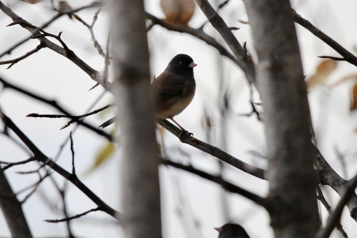 Junco ardoisé (hyemalis/carolinensis/cismontanus) - ML643105056
