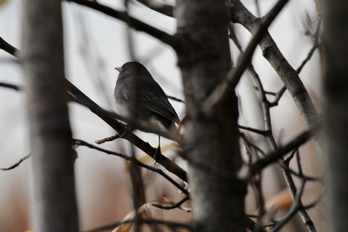 Junco ardoisé (hyemalis/carolinensis) - ML643105067
